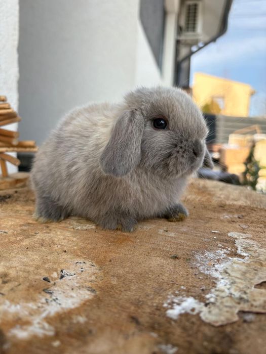 Iepuri pitici de companie berbec pitic/mini lop/holland lop