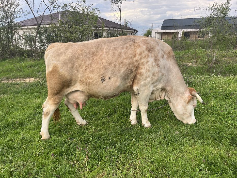 Vacă de vânzare gestantă