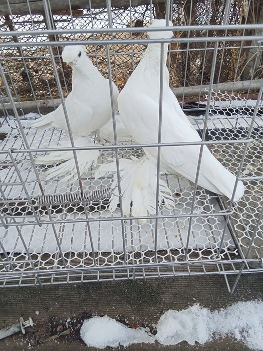 Продам голубей хороших