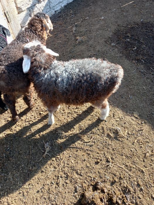 Қозы, лақтар сатылады.