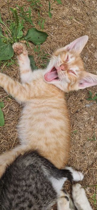 Pisoi pentru adoptie