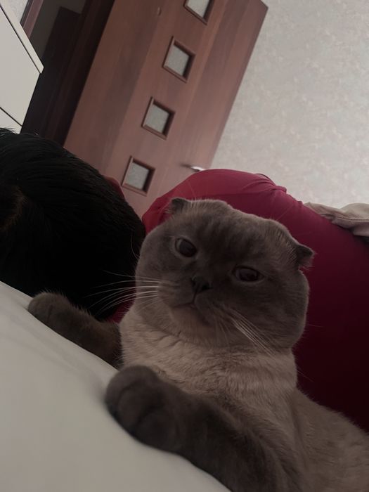 Кот ищет кошку, вязка