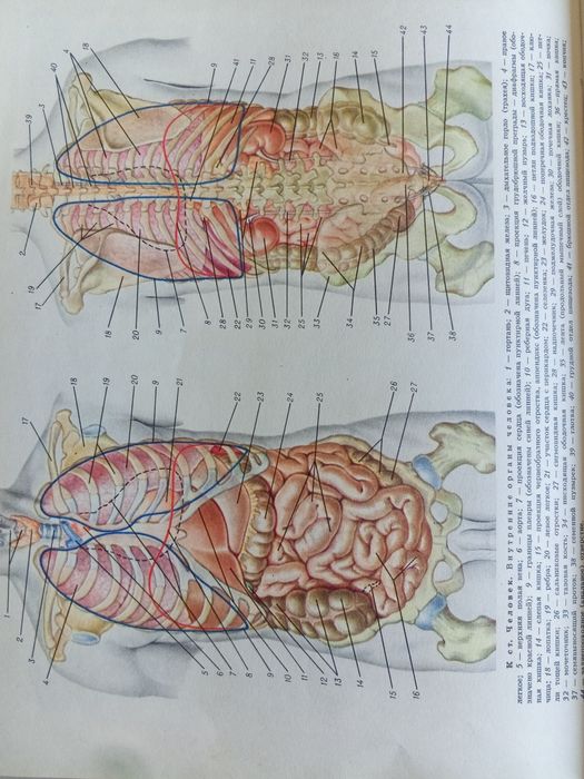 Медицинская энциклопедия