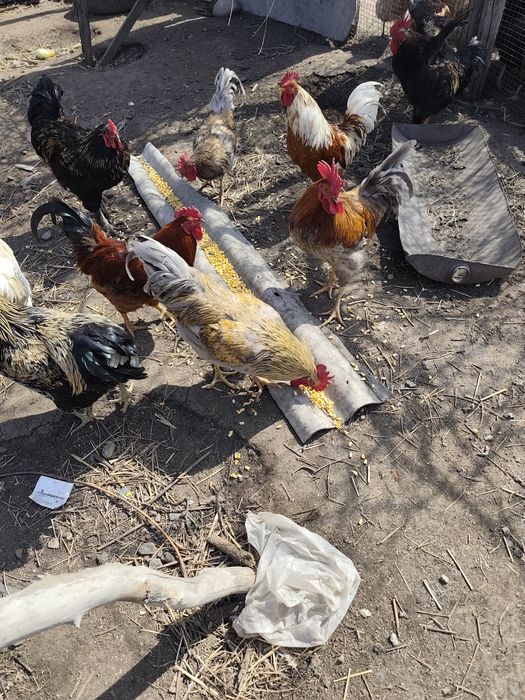 Продам петушков молодняк