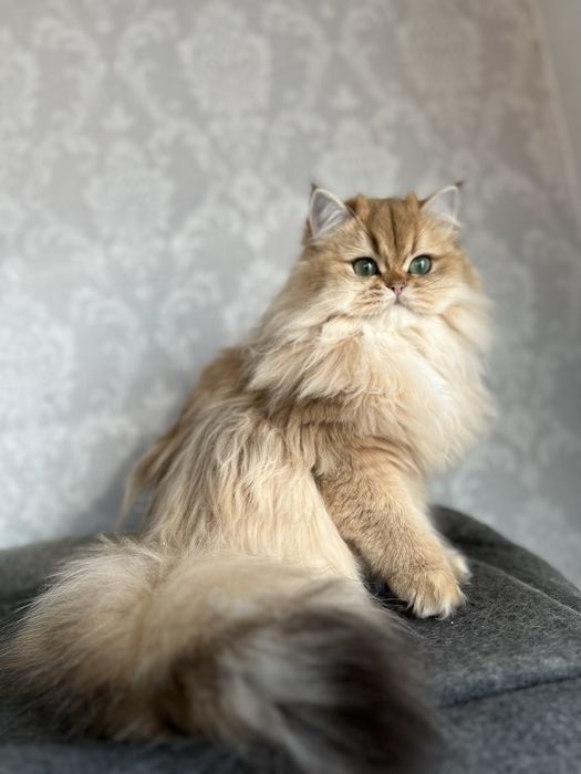 Pisica british longhair cu pedigree