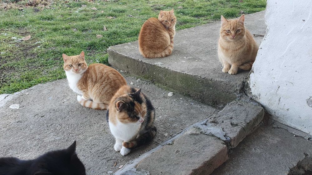 Рижави котета на 6 мес. търсят дом