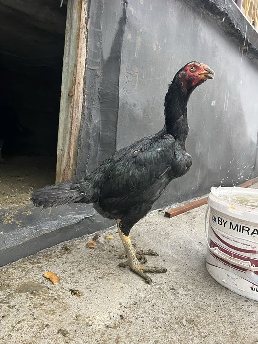 sotiladi namangan uychi