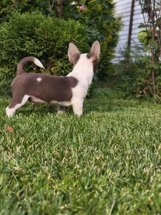 Мальчик чихуахуа