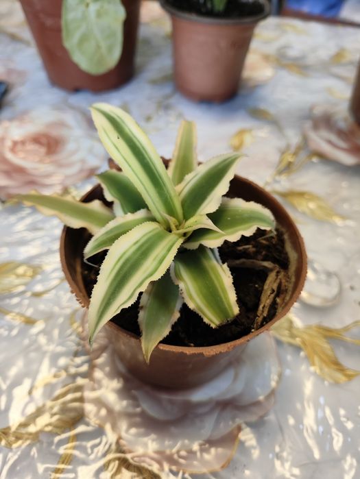 Комнатные растения