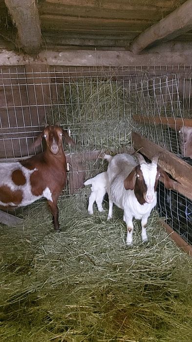 Capre de boer şi o ieduțe