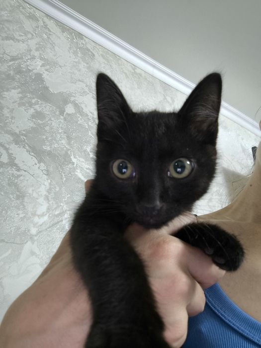Котята ищут дом,