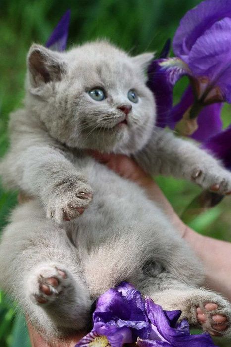 Продаются британские котята