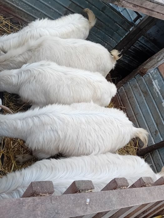 Patru capre si un tap