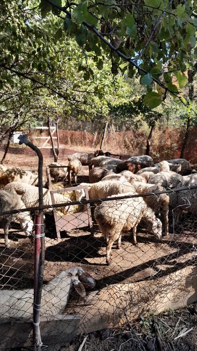 Саулық қойлар. Овцематки