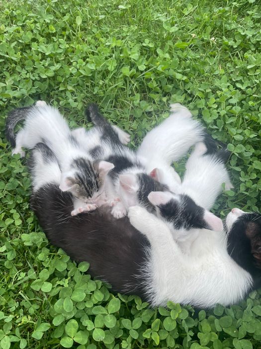 Pisici pentru adopție