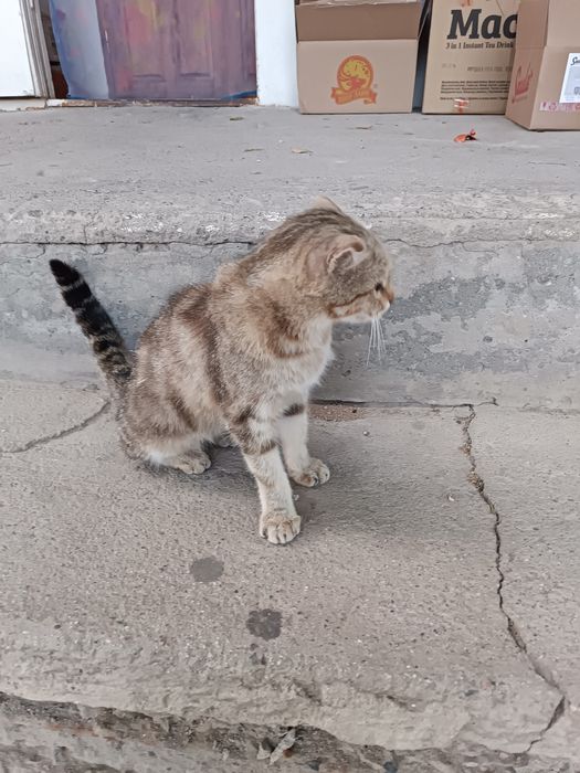 Шотландски мысық