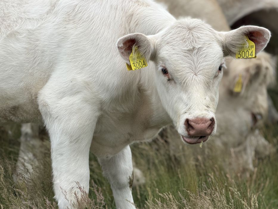 Taur Monta cu Pedigree Charolais Homozigot genetic fara coarne