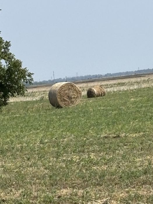 Vând baloti de lucernă 150/150