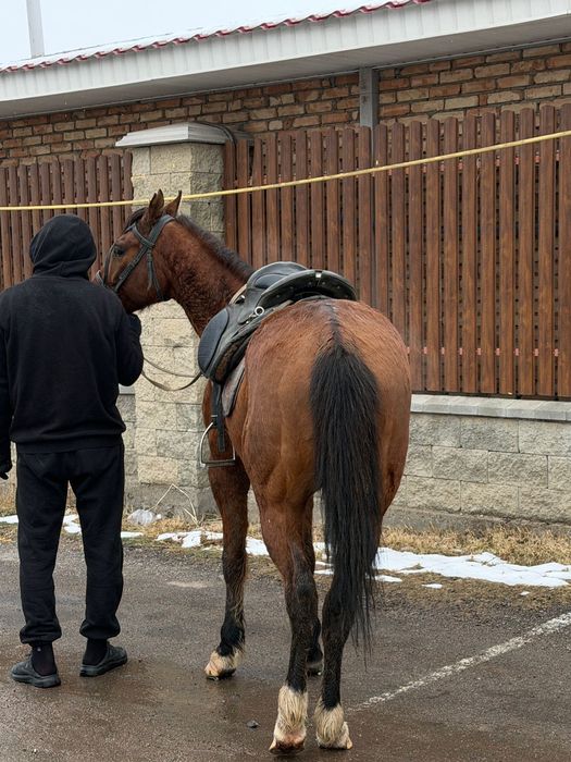 Срочно продам мерина 8 лет