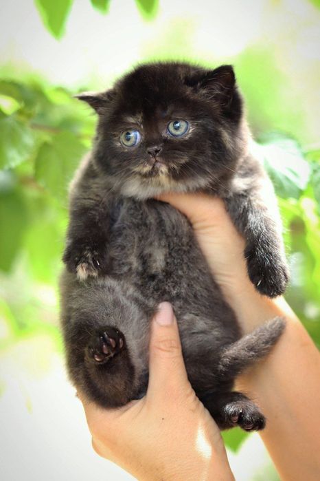 Британский  котенок