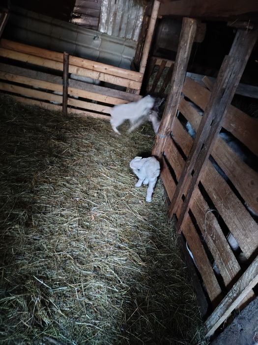 Capre cu iezi și fără iezi