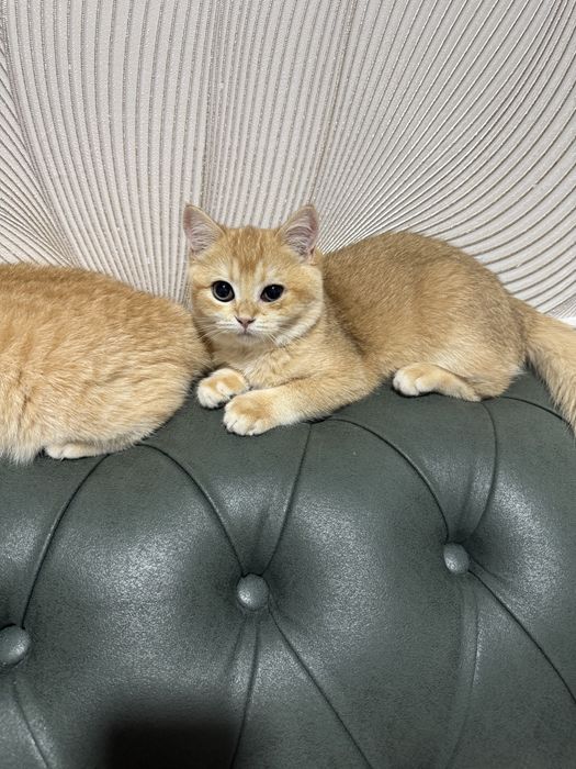 Шиншила 2 йош