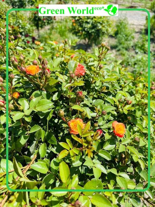 Shtamp atirguli- ko’zingizni quvontiradi.