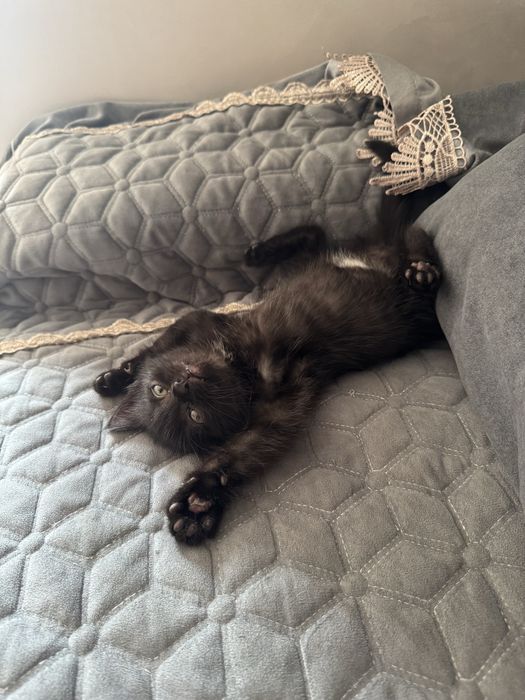 Котенок ищет дом