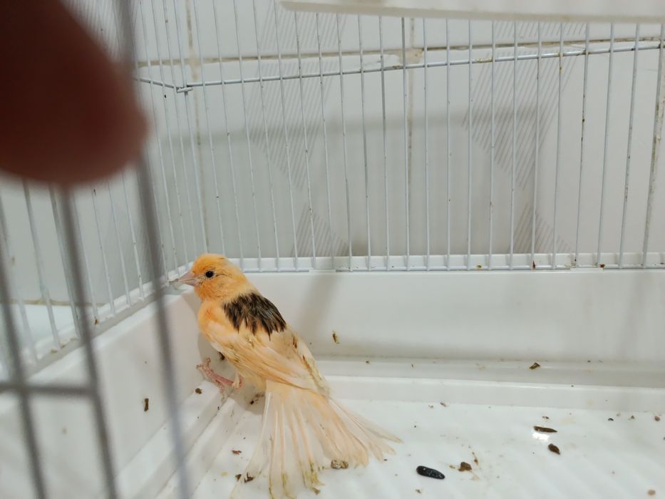 Канарейка молодой нар