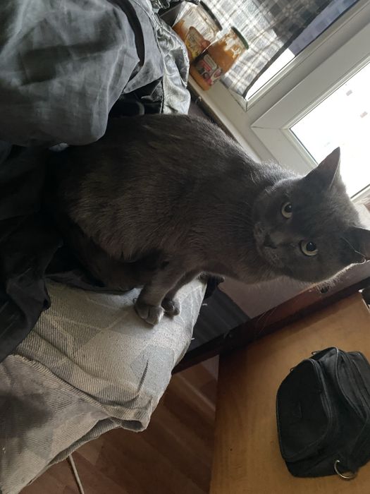 Отдам кошечку в добрые руки