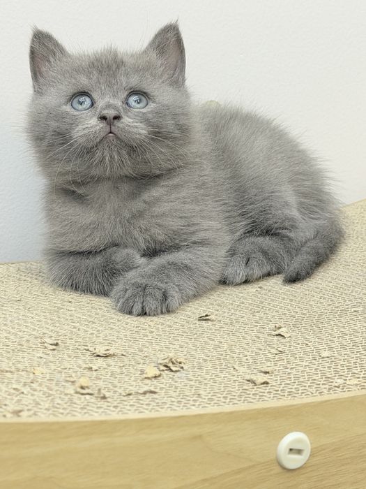 Продается котик британец