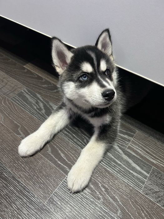 Щенок хаски мальчик