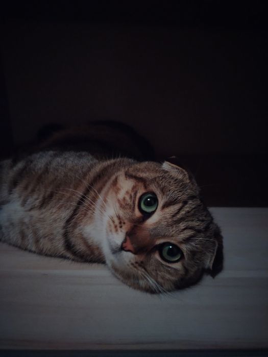 Отдам кота. Мальчик 11 месяцев
