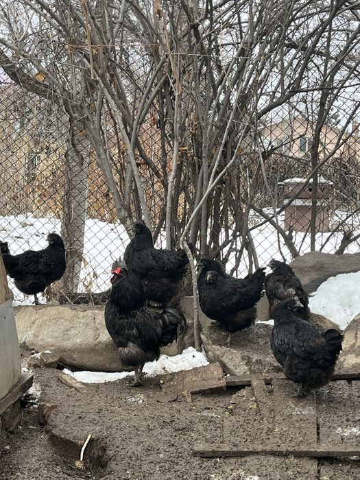 Продам семью ухейилюй