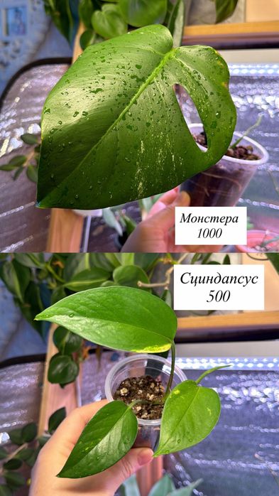 Комнатные цветы пррдам