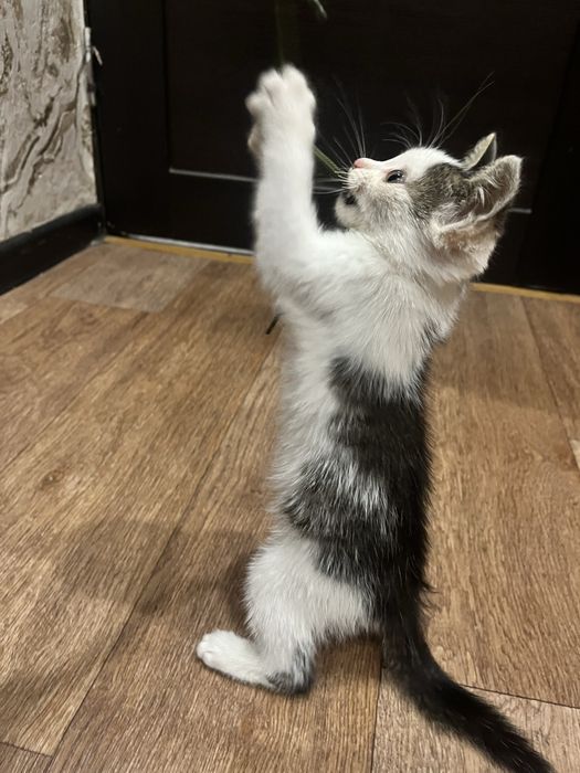 Котенок ищет дом