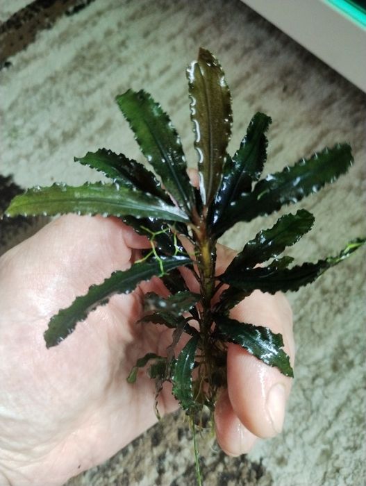 Plante de ornament acvariu bucephalandra