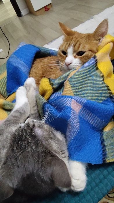 Котенок в поиске семьи