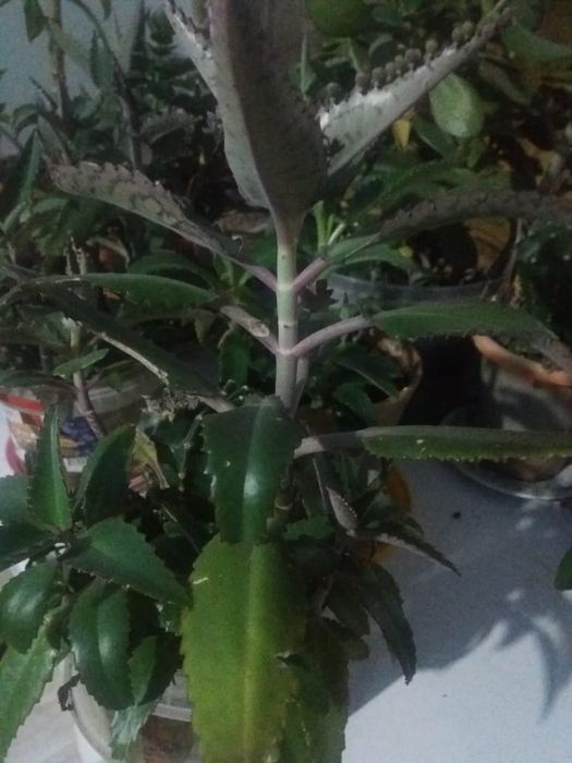 Продам    каланхоэ