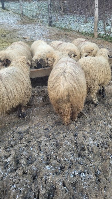 Vând cinci oi tinere doua fătare mai multe detalii la telfon