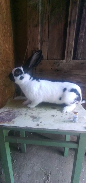 Mascul Fluture de german