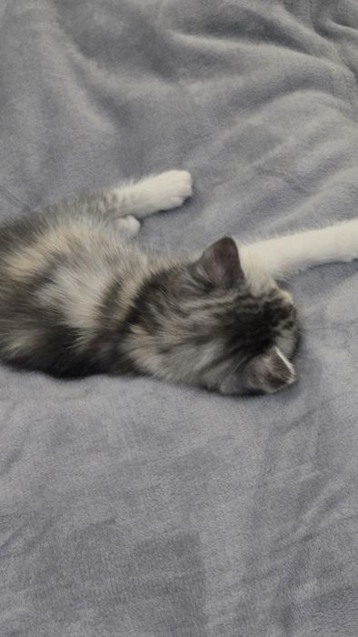 Продаю котенка. Город Алматы