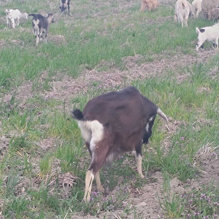 Продавам кози, яре и пръч.