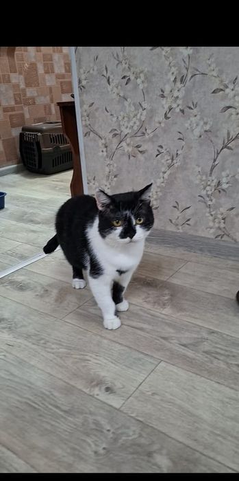 Милый добрый котик Кузя в добрые руки!