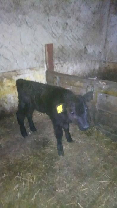 Продам телочку подсосную