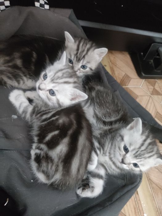 Котята британская мраморная