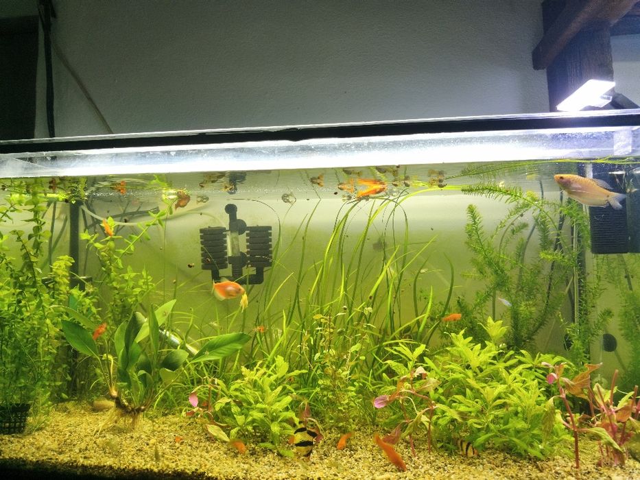 Pești de acvariu și plante