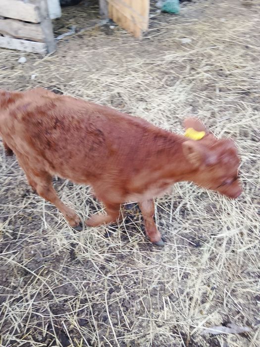 Продам бычка 13 дневного