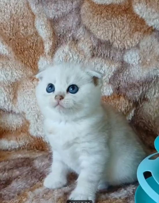 Продаются чистокровные шиншиллы