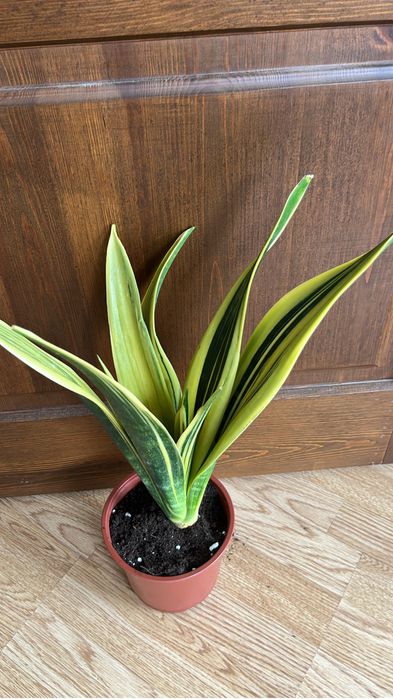 Комнатные оастения